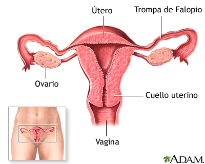 Píldoras anticonceptivas - Serie - Anatomía normal