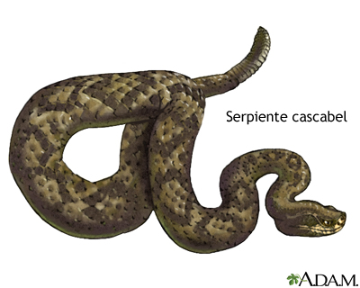 Serpientes venenosas - Serie