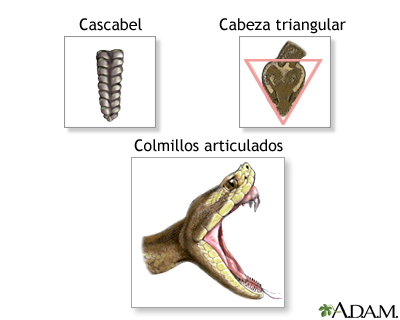 Definiendo características de serpiente de cascabel