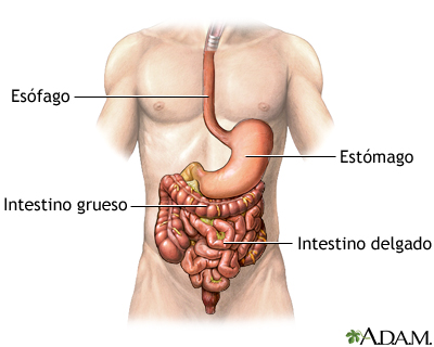 Sangrado del tracto gastrointestinal - serie - Anatomía normal