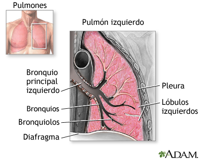 Anatomía de los pulmones