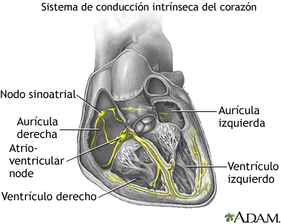 Sistema de conducción cardíaca