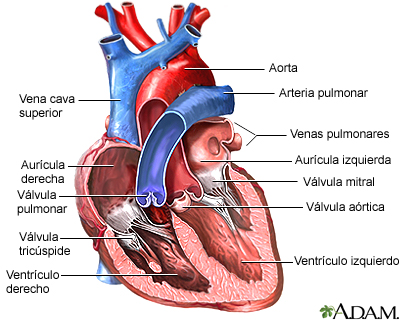 Vista anterior de válvulas cardíacas