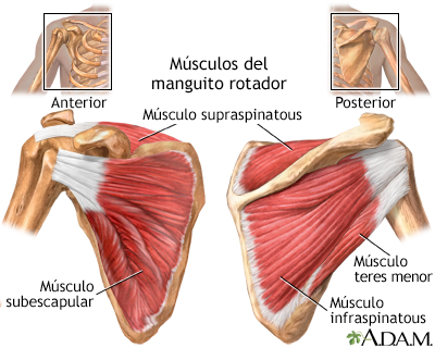 Músculos del manguito rotador