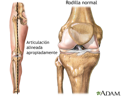 Alineación normal de la rodilla