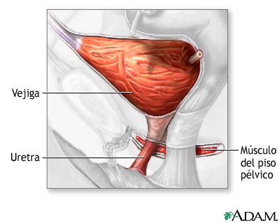 Reparación quirúrgica de la uretra y la vejiga - serie - Anatomía normal