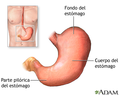 Anatoma del estmago