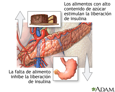 Liberación de insulina y alimentos