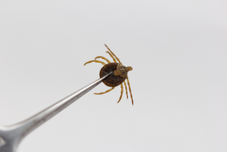 Textiles tratados con permetrina como prevención frente a picaduras de  garrapatas