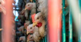 Cómo evitar que el brote de gripe aviar se convierta en pandemia