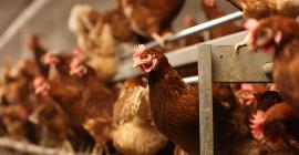 Brote de gripe aviar, ¿hay riesgo de pandemia?