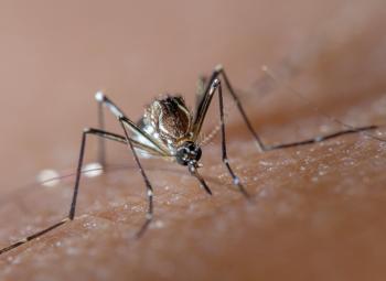 Se triplicaron las enfermedades transmitidas por garrapatas y mosquitos 