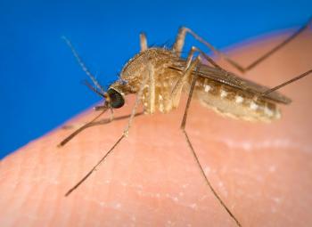 ¿Por qué los mosquitos pican más a unos que a otros?