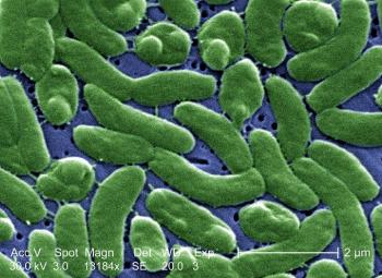 Cambio climático genera más infecciones por bacteria carnívora