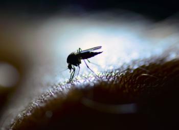 Brote de dengue: cómo protegerse del mosquito que lo transmite