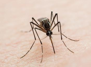 Algunos mosquitos de California pueden portar el virus del Zika