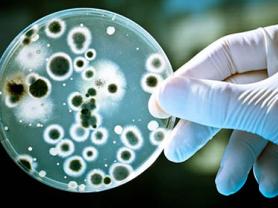 Bacteria resistente a los antibióticos llega a EE.UU.