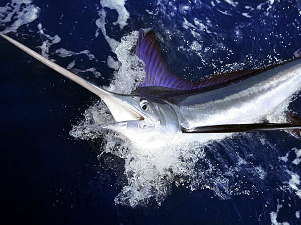 El atún: ¿saludable o tóxico? - 6. ¿Qué otros pescados son altos en mercurio?