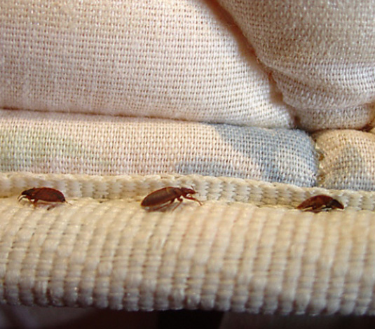 Las 10 noticias de salud más impactantes de 2010 - 10-Nueva York invadida por insectos