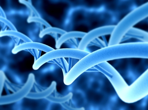 Los fantásticos secretos del ADN - ¿Cómo se acorta el telómero?
