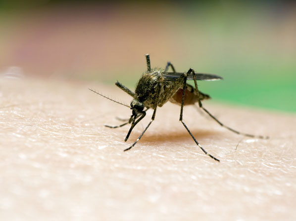 Famosos altruistas - ¿Qué es la malaria?