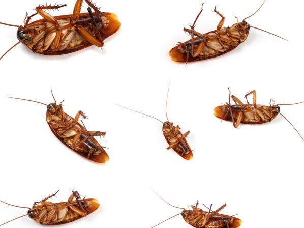 10 famosos que enfrentan fobias  - Temor a los insectos