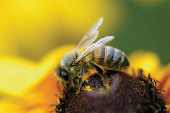Alergias: los 10 disparadores más comunes - Alergénico #6: Las picaduras de abejas