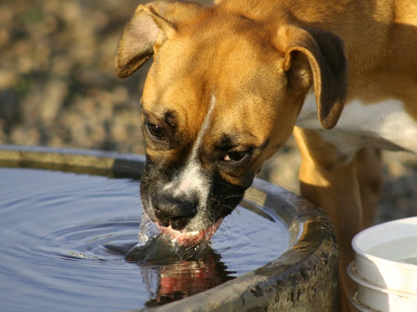 15 cosas que debes aprender de tu mascota - 7. Bebe agua cuando tienes sed
