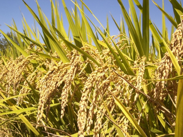 Detectan niveles peligrosos de arsénico en el arroz - ¿Qué es el arsénico?