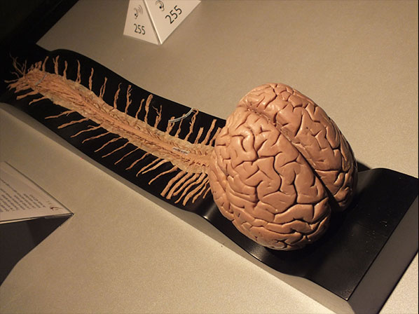 ¡Te invitamos a conocer las maravillas del cuerpo humano! - La médula espinal, un canal de comunicación entre el cerebro y el cuerpo