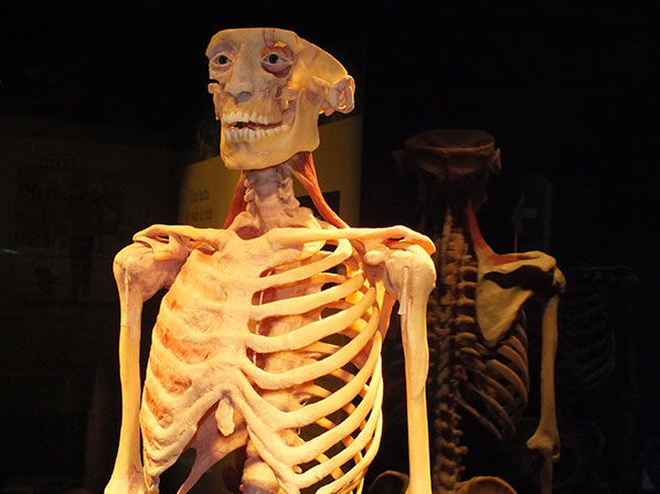 ¡Te invitamos a conocer las maravillas del cuerpo humano! - ¿Qué hacen los huesos por nosotros?