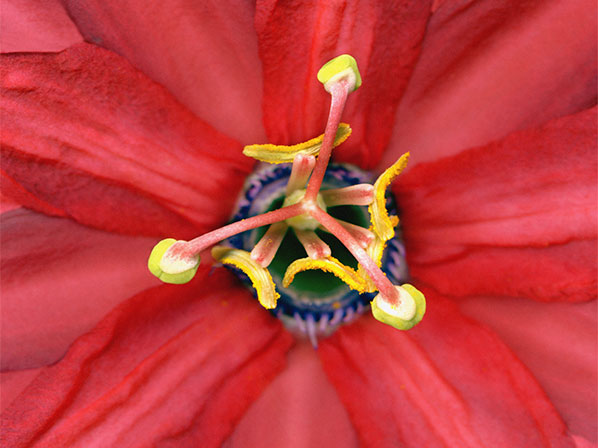 Medicina natural puede ayudar a combatir la fibromialgia  - Cuídate de espasmos y toma flores de la pasión