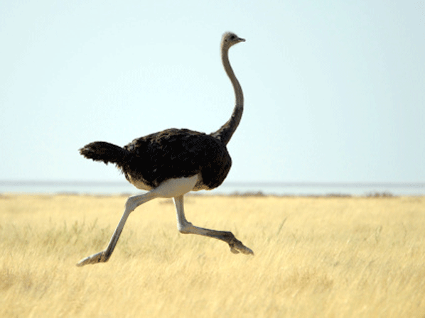 El escándalo de la carne de caballo - Emú y avestruz : 114 cal. en 3,5 oz (100 g)
