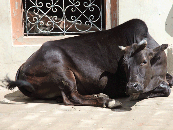El escándalo de la carne de caballo - Vacas sagradas: alimentos tabú