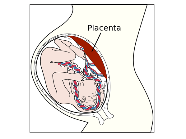 ¿Es cierto que comer placenta te hace más joven? - ¿Qué es la placenta?