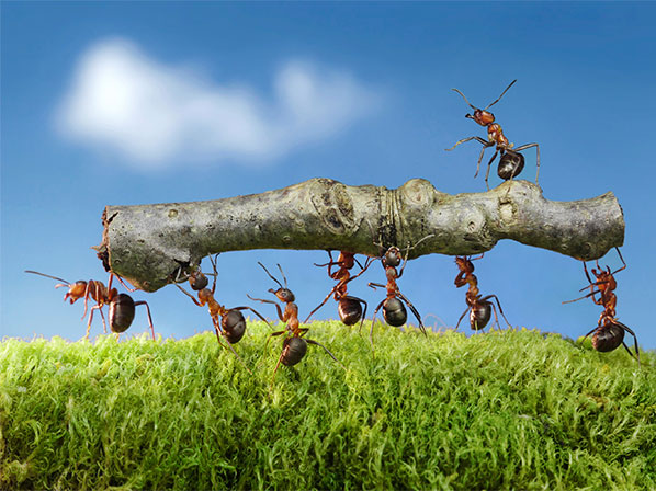 Invasión de animales ataca EE.UU. - ¡Cuidado con las hormigas!