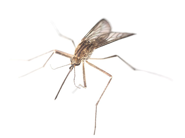 Invasión de animales ataca EE.UU. - Mosquitos gigantes