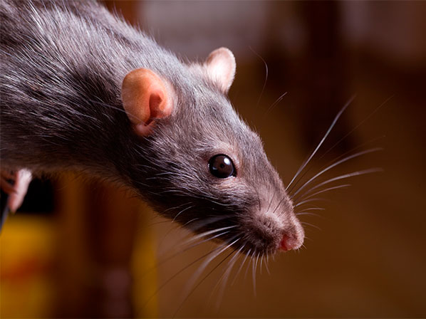 Invasión de animales ataca EE.UU. - La ciudad de las ratas