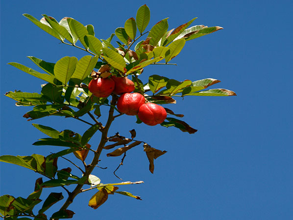 Los 10 alimentos internacionales más peligrosos - 3: Ackee, una fruta jamaiquina