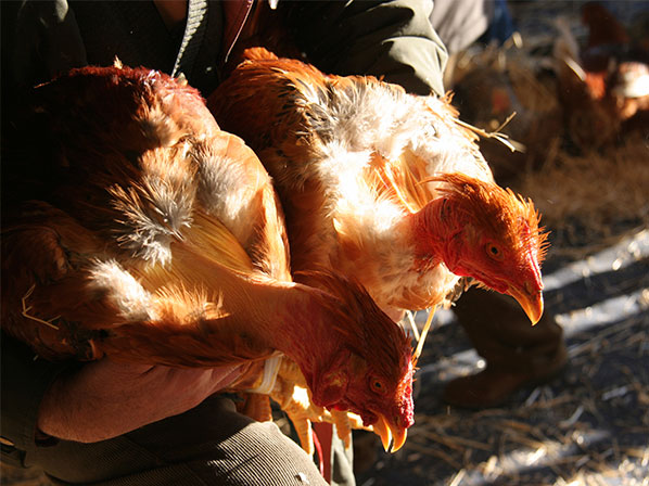 Gripe aviar: una amenaza latente - Algunas medidas de prevención