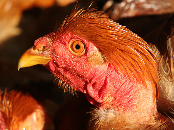 Gripe aviar: una amenaza latente - Orígenes