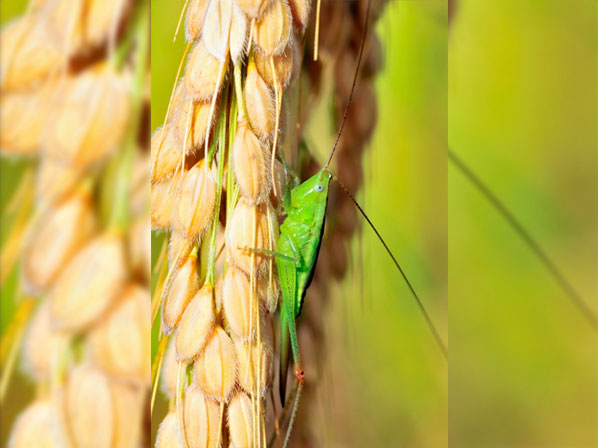 Los insectos más nutritivos - La plaga más rica
