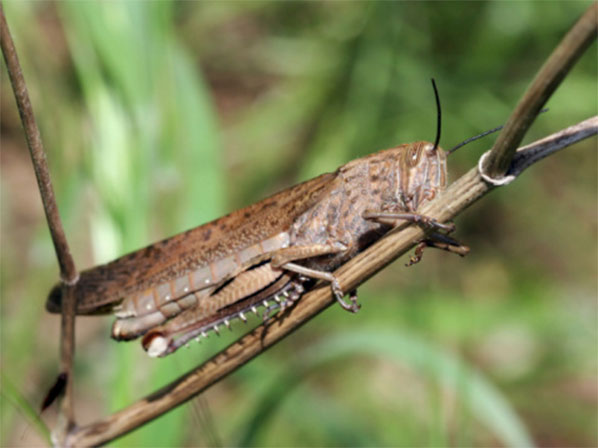 Los insectos más nutritivos - Langosta migratoria