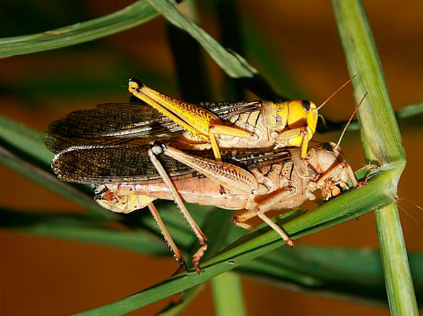 Los insectos más nutritivos - Los más nutritivos