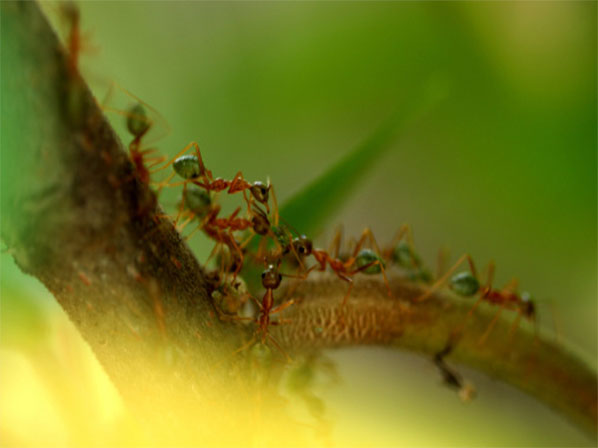 Los insectos más nutritivos - Sabrosas hormigas