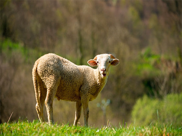 A un paso de los bebés clonados - Dolly, el gran avance