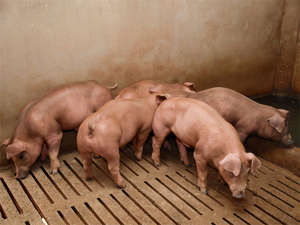 A un paso de los bebés clonados - Cerdos clónicos
