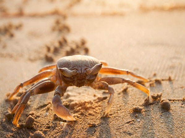 10 consejos para estar seguro en la playa - 10: Cuidado con los animales
