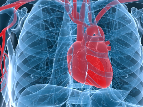 8 avances médicos asombrosos con células madre  - 5. Permite reparar el corazón