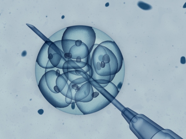 8 avances médicos asombrosos con células madre  - 7. Crearon óvulos humanos